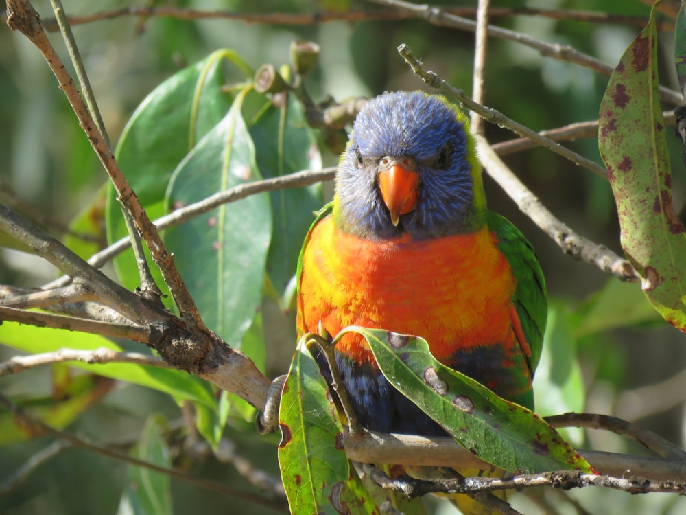 orange blue and green bird on tree branch