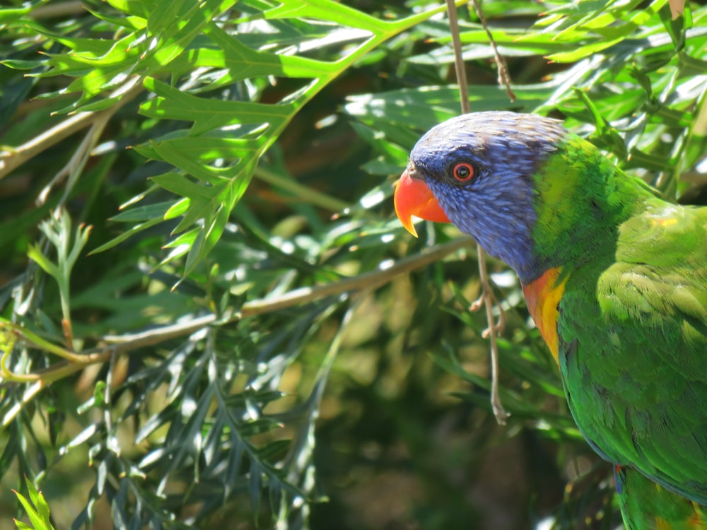 blue green and red bird on tree branch