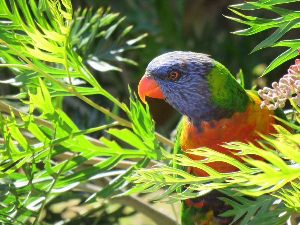 orange black and green bird on green plant