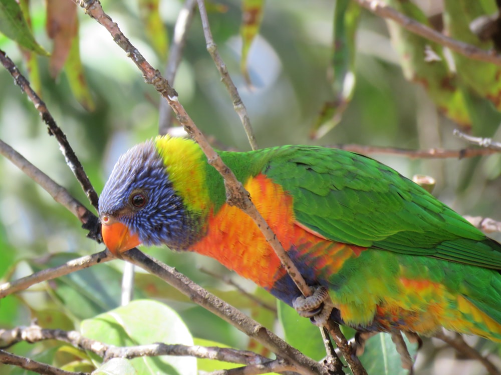 green yellow and blue bird on tree branch