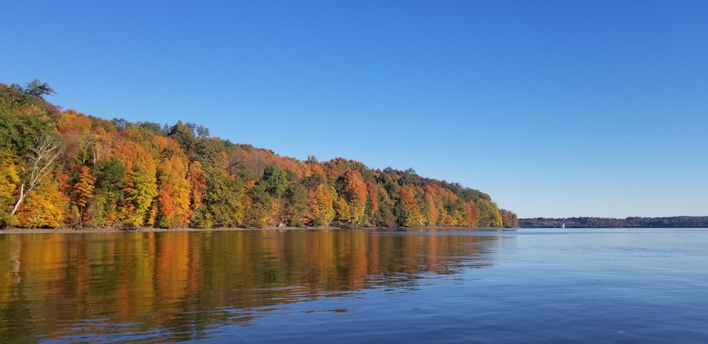 specchio d'acqua vicino agli alberi durante il giorno