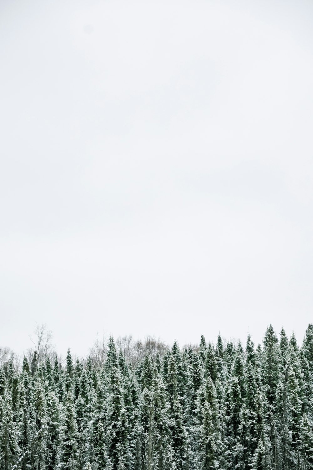 green pine trees under white sky during daytime