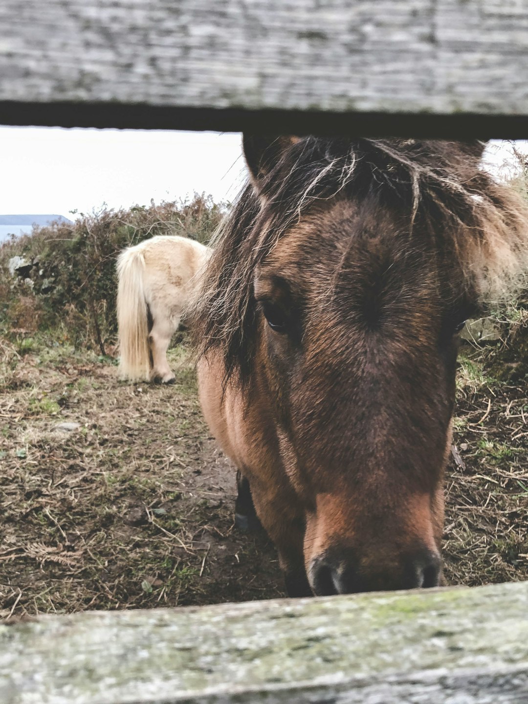 brown horse on green grass field during daytime