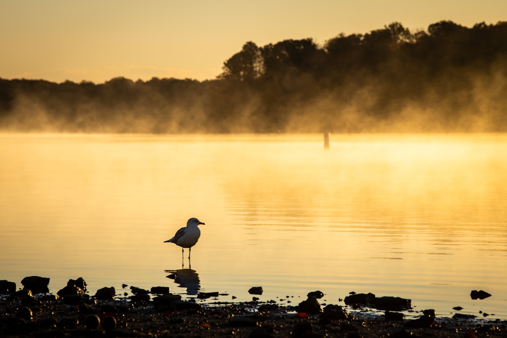 oiseau blanc sur roche noire près du plan d’eau pendant la journée