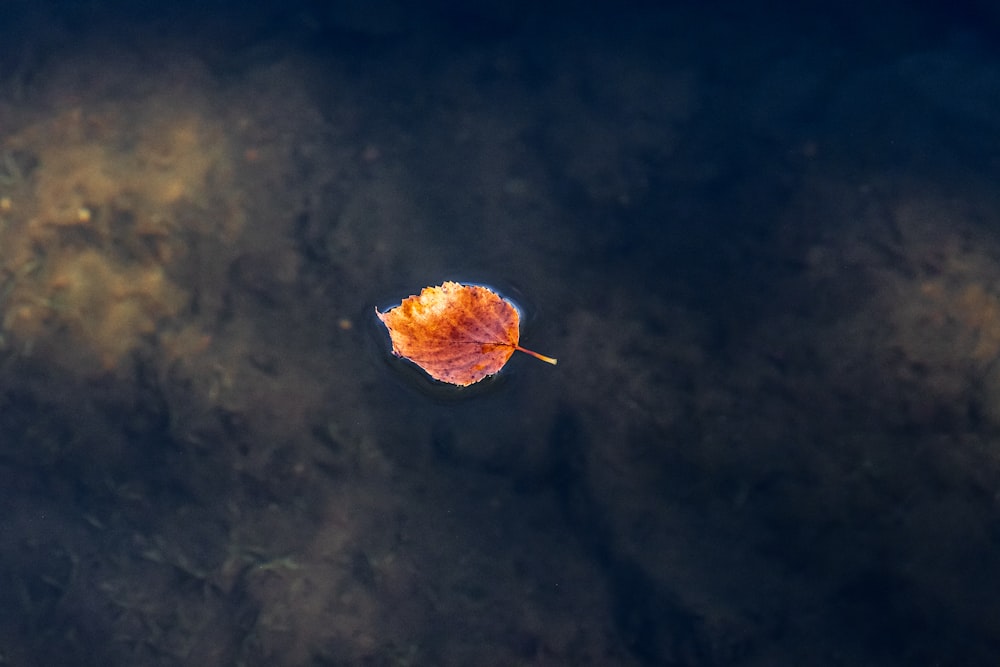 brown leaf on blue sky