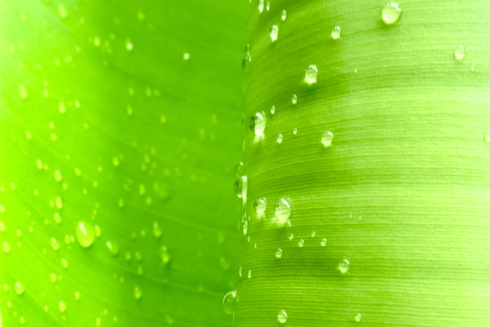 water droplets on green leaf