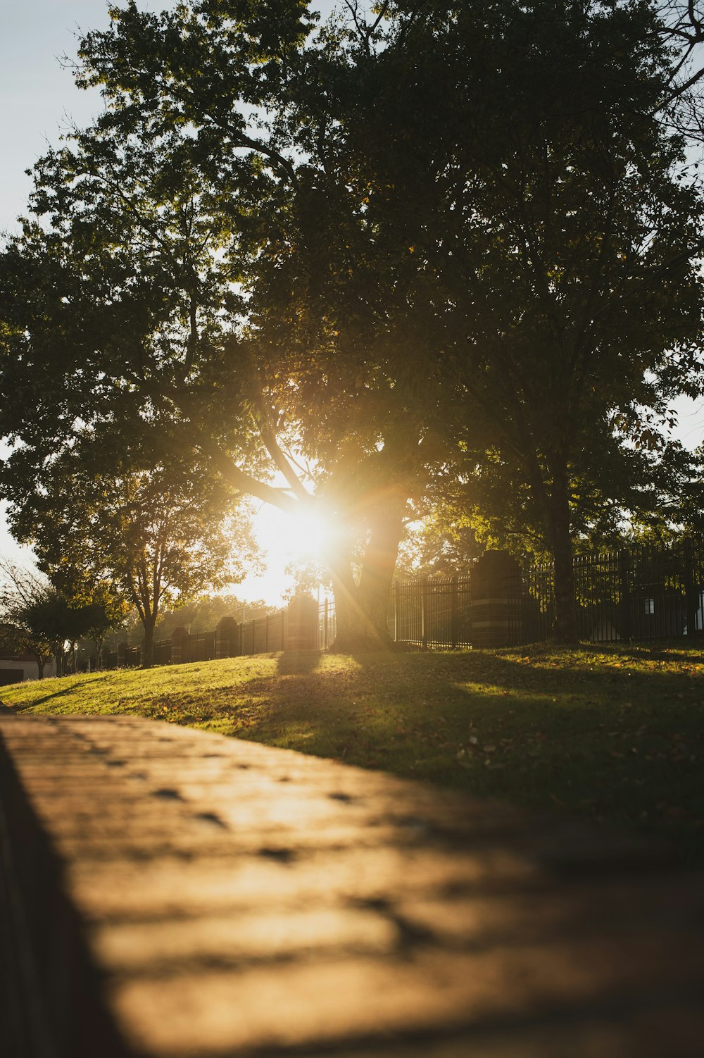 sun rays coming through trees