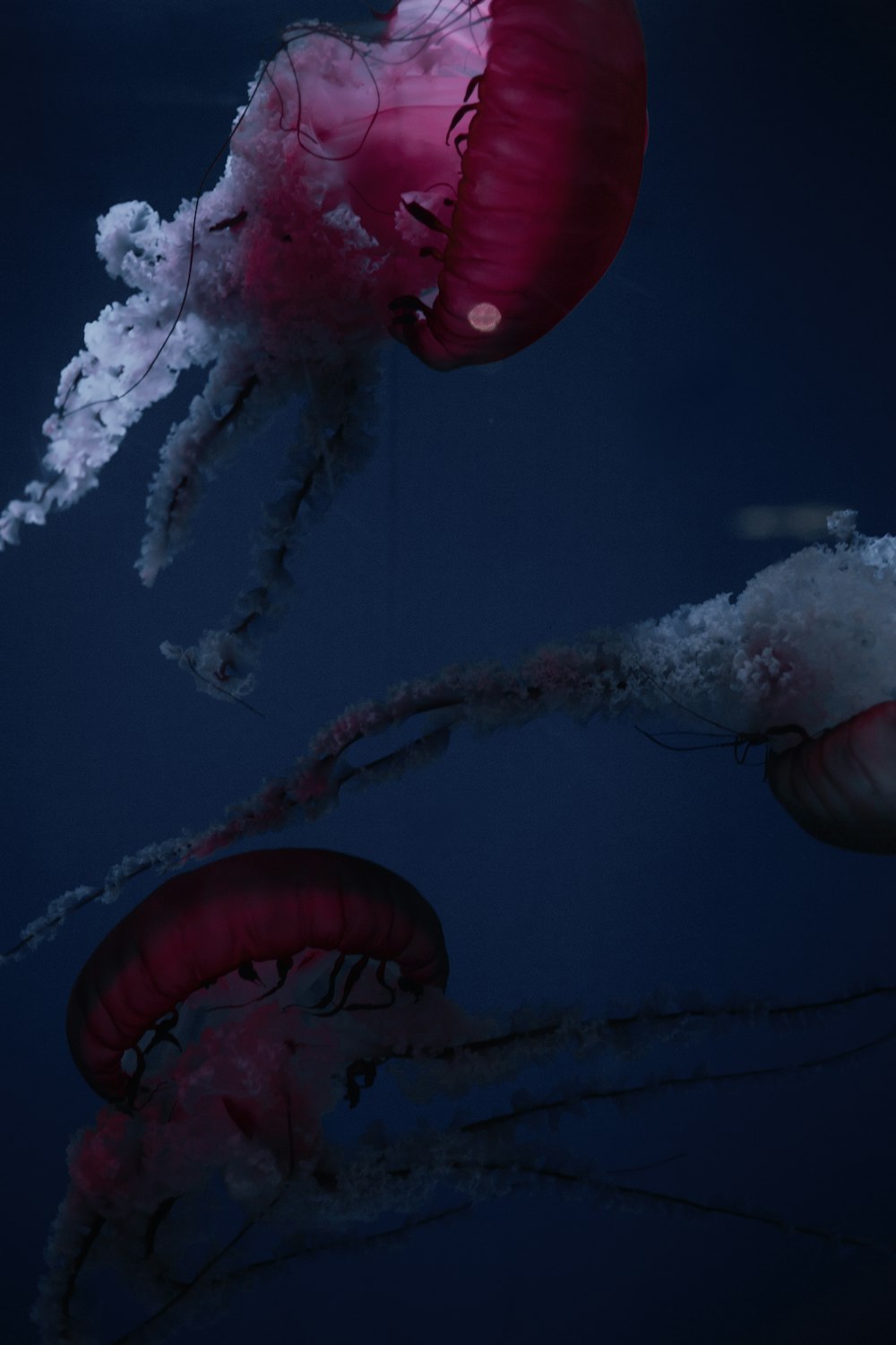 Medusas rojas y blancas bajo el agua