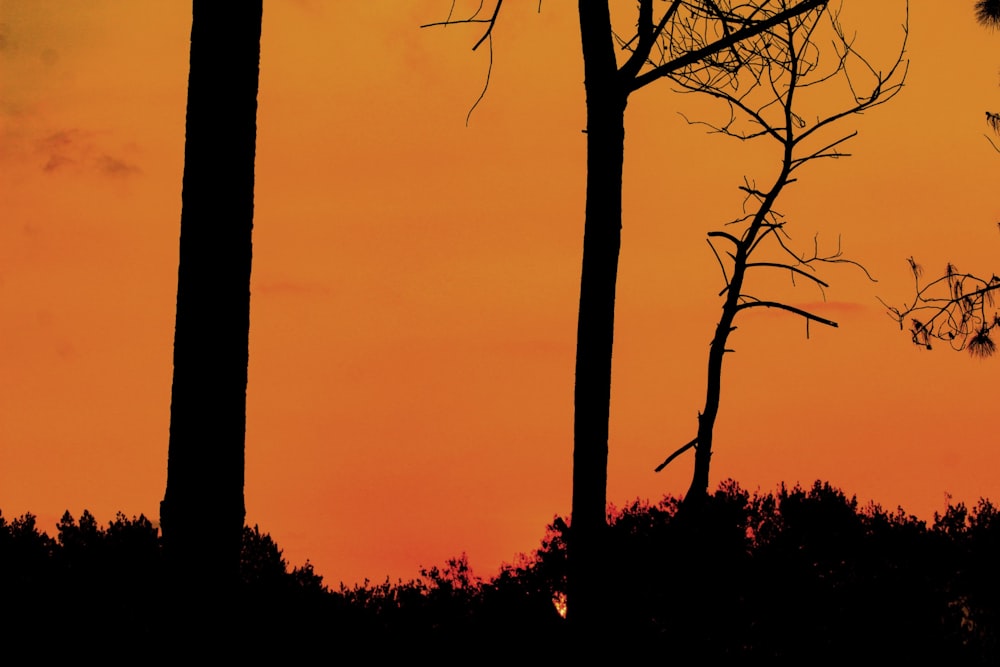 silhouette of trees during sunset