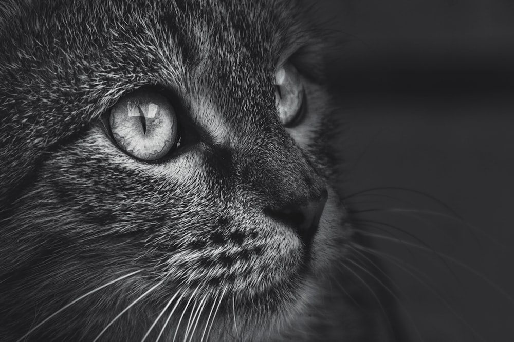 Black And White Cat Pictures Download Free Images On Unsplash