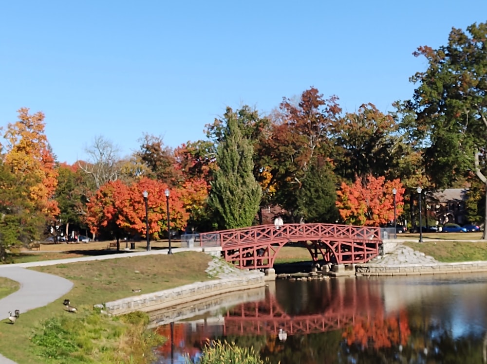 red and green trees near river during daytime