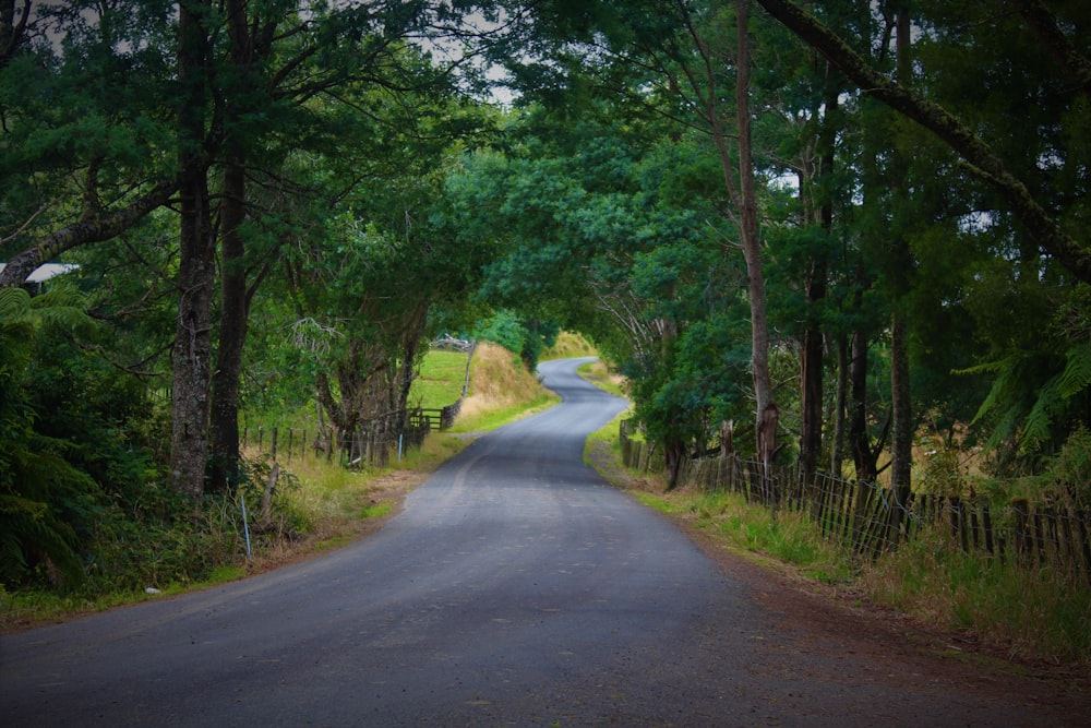 gray concrete road between green trees during daytime