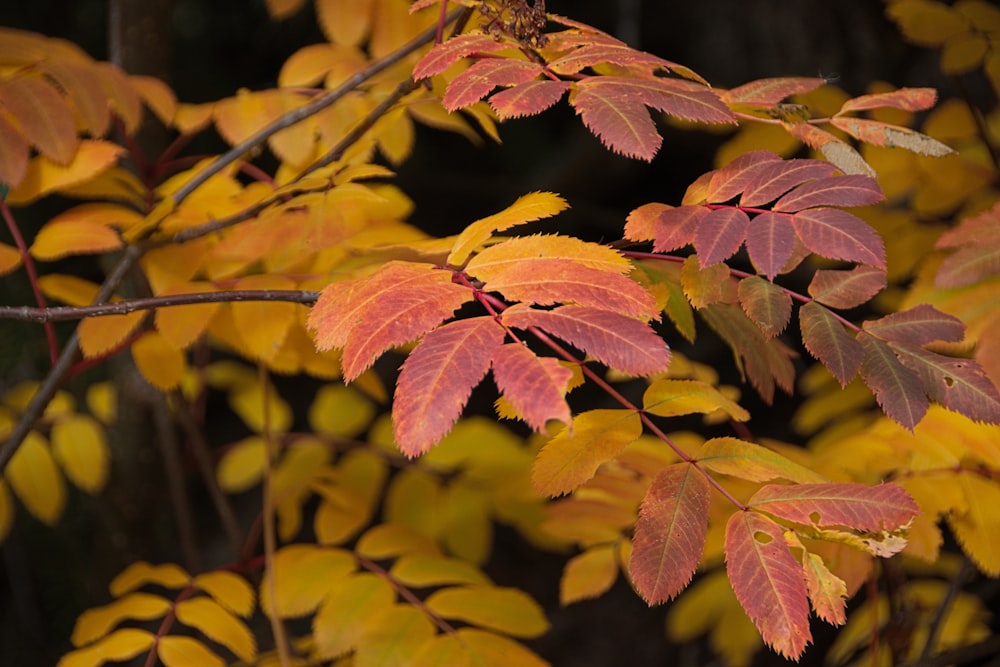 green and brown leaves in tilt shift lens