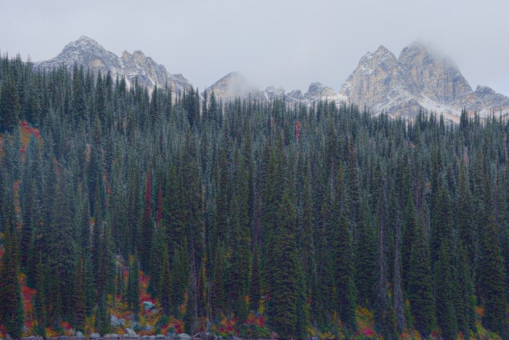 green pine trees near snow covered mountain during daytime