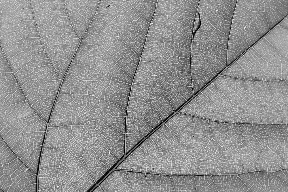 grayscale photo of leaf with water droplets