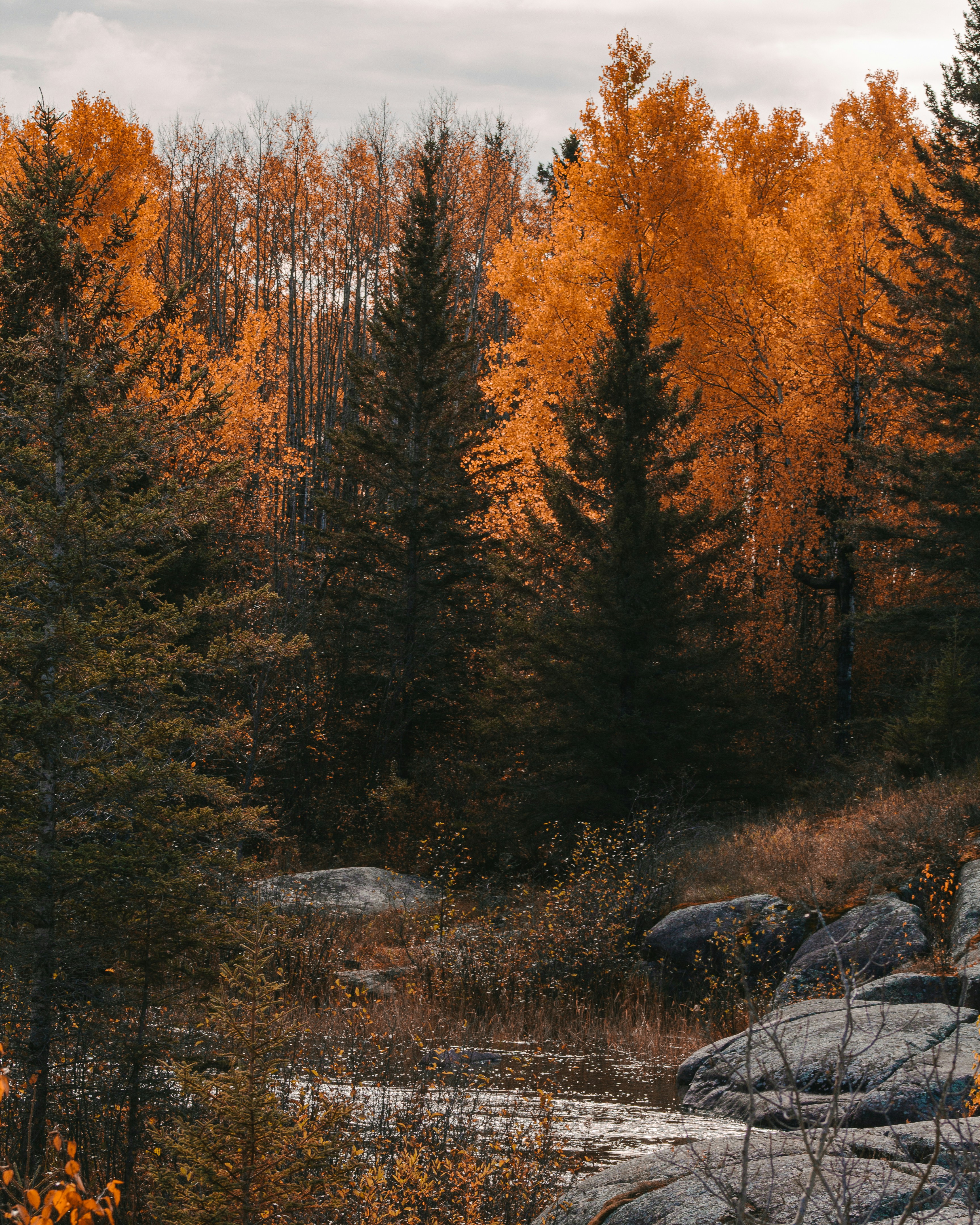 Brown trees on brown field during daytime photo – Free Art Image on ...