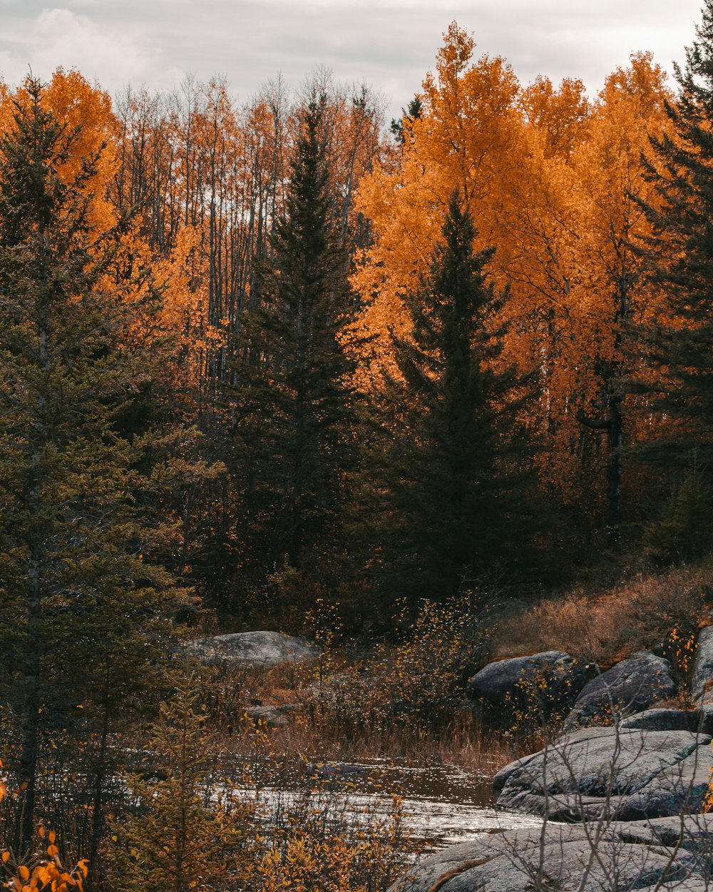 brown trees on brown field during daytime