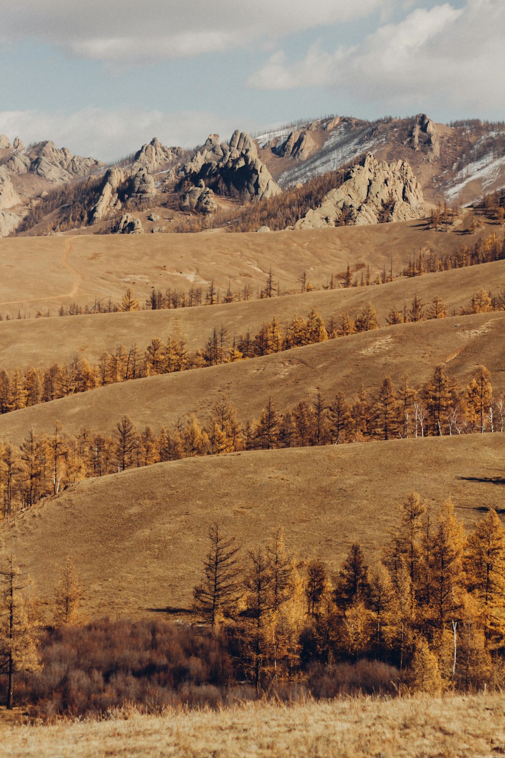 brown trees near snow covered mountain during daytime