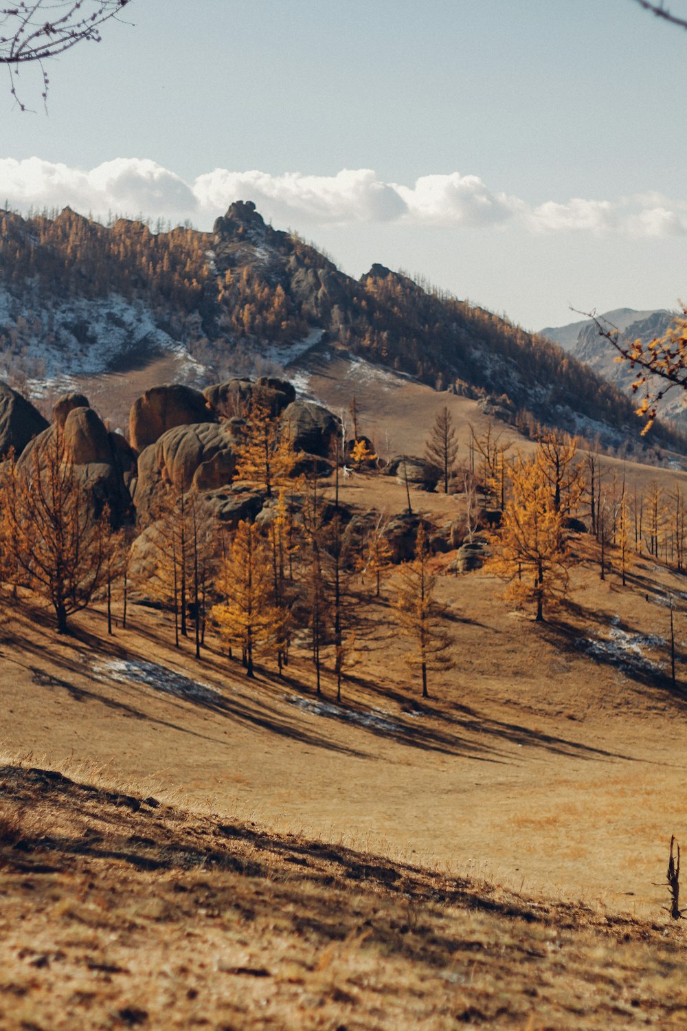 brown trees on brown field near mountain during daytime