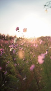 Sunlight filtering through pastel-colored wildflowers in a meadow.