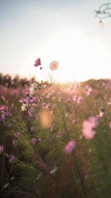 Sunlit wildflowers swaying gently in a quiet meadow.