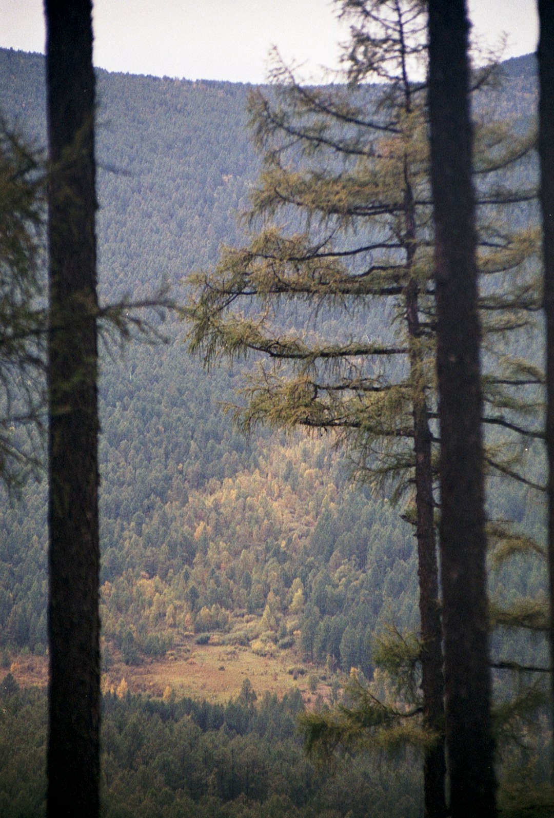 brown and green trees under blue sky during daytime