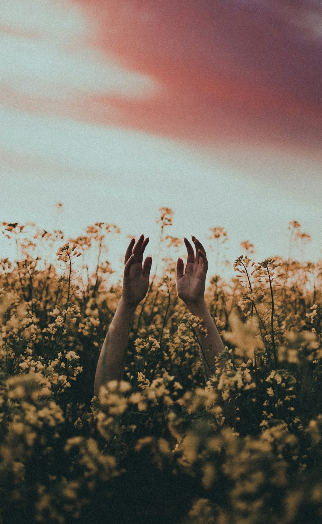 persons hand on yellow flower field during daytime