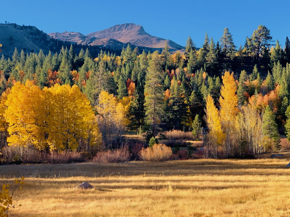 green and yellow trees on brown field during daytime