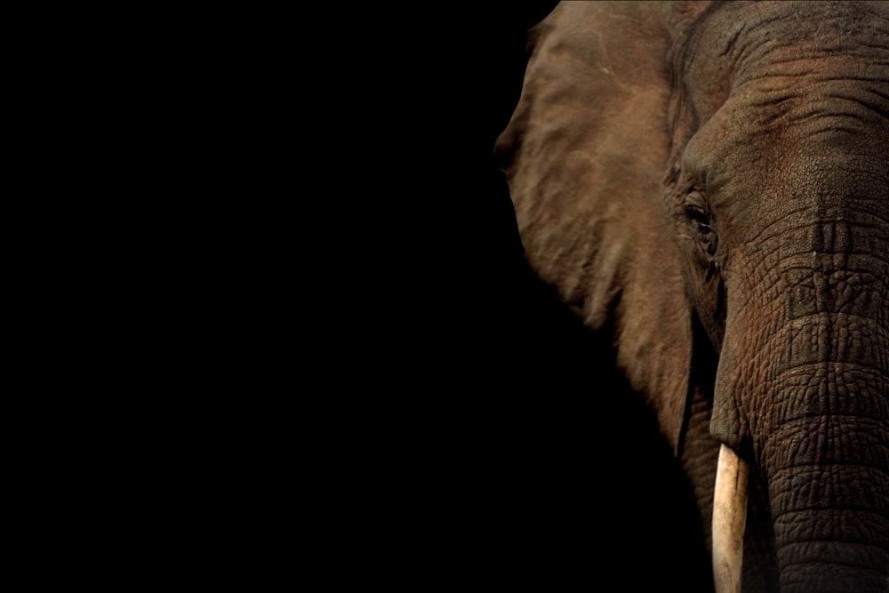 brown elephant with black background