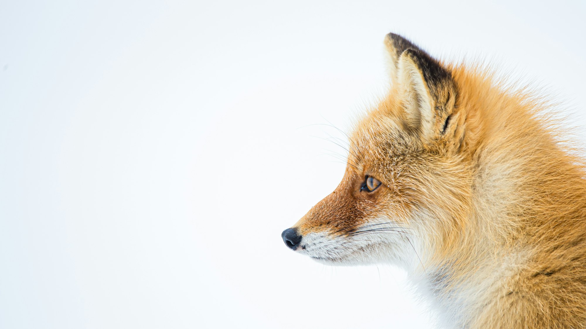 Profile of a fox
