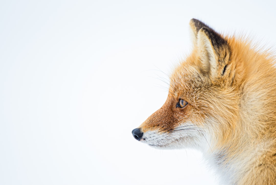 brown and white fox in white background