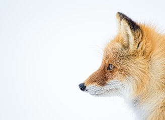 brown and white fox in white background