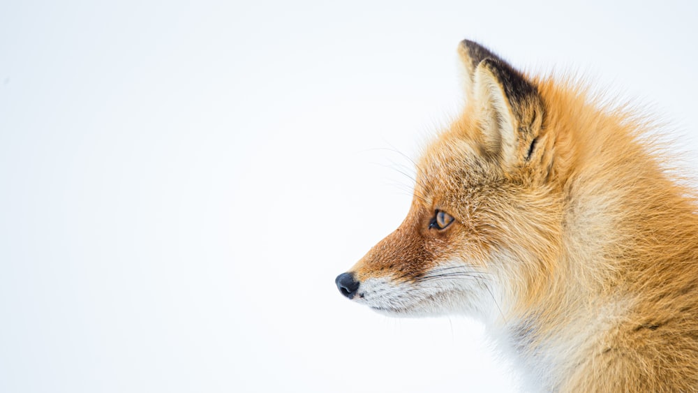 brown and white fox in white background