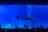 A large aquarium tank filled with various species of fish, including a prominent whale shark swimming amid smaller fish. Several silhouetted people stand in the foreground, observing the marine life. The tank is illuminated with a deep blue light, enhancing the aquatic atmosphere.
