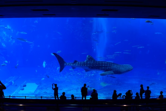 A large aquarium tank filled with various species of fish, including a prominent whale shark swimming amid smaller fish. Several silhouetted people stand in the foreground, observing the marine life. The tank is illuminated with a deep blue light, enhancing the aquatic atmosphere.