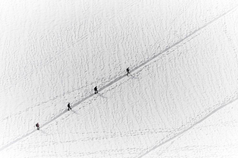 birds on wire in grayscale photography