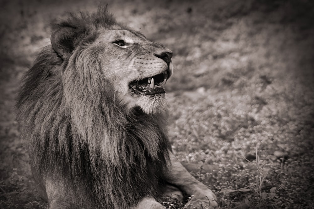 Lion sur un champ d’herbe en Photographie en niveaux de gris