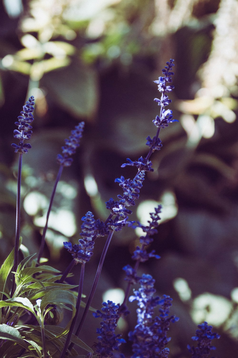 purple and white flower in tilt shift lens