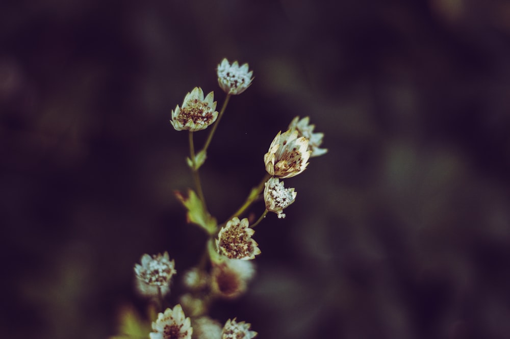 brown and white flower in tilt shift lens