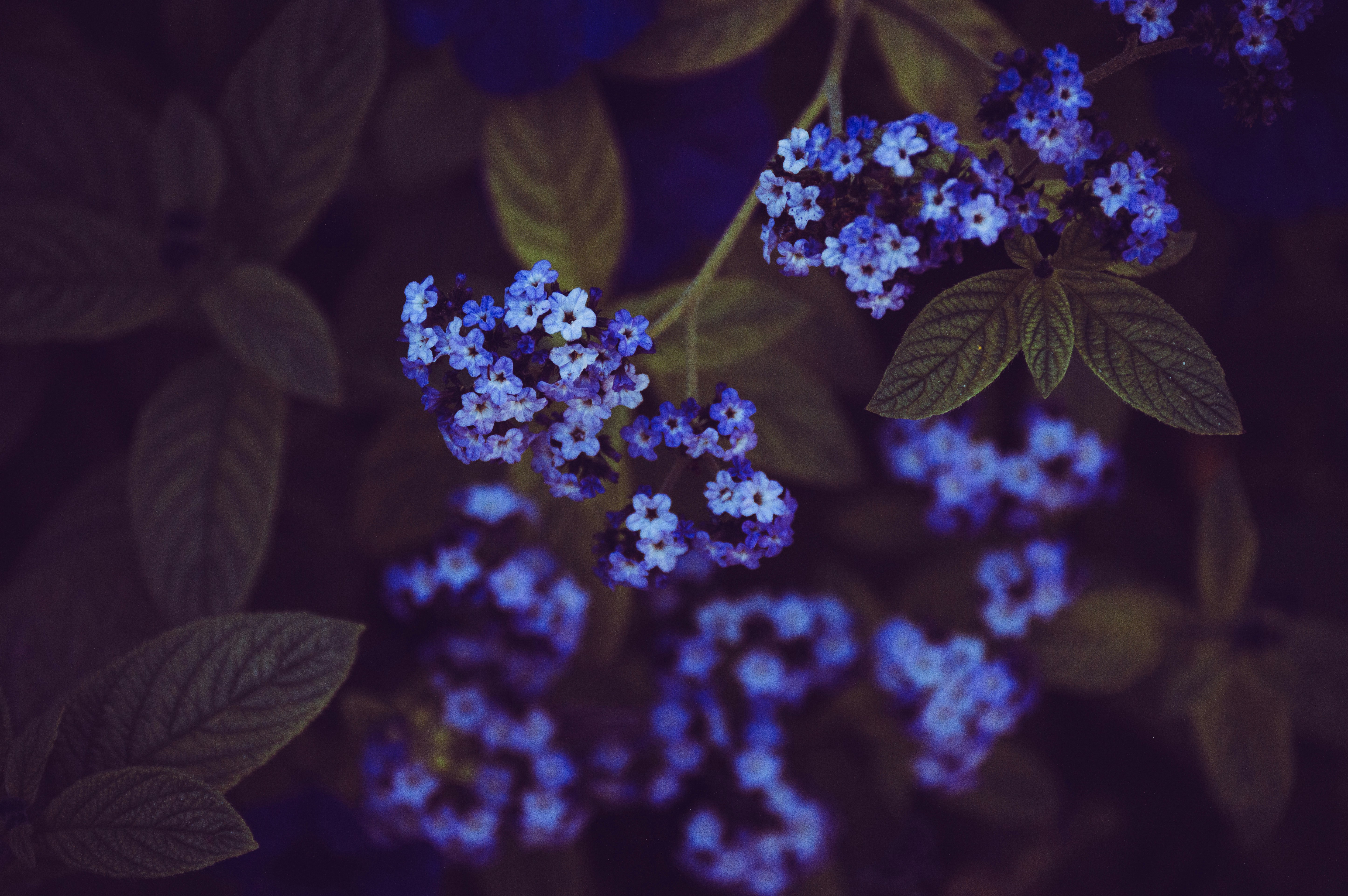 Macro Photography Of Blue Flowers Photo Free Blue Image On Unsplash