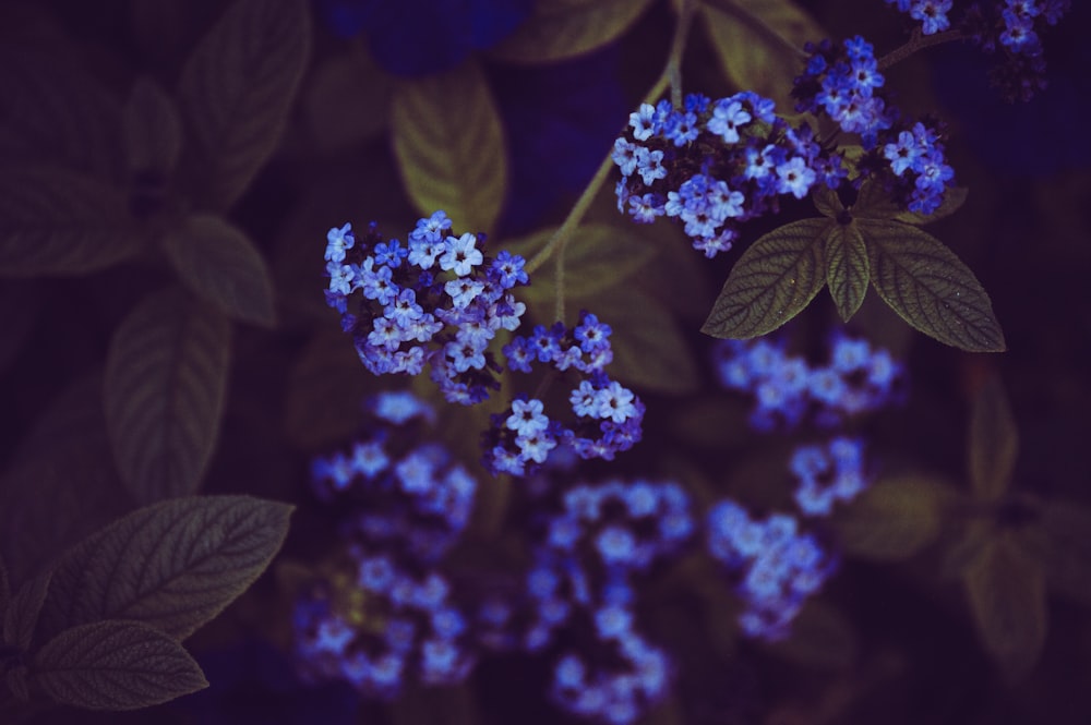 purple flowers in tilt shift lens