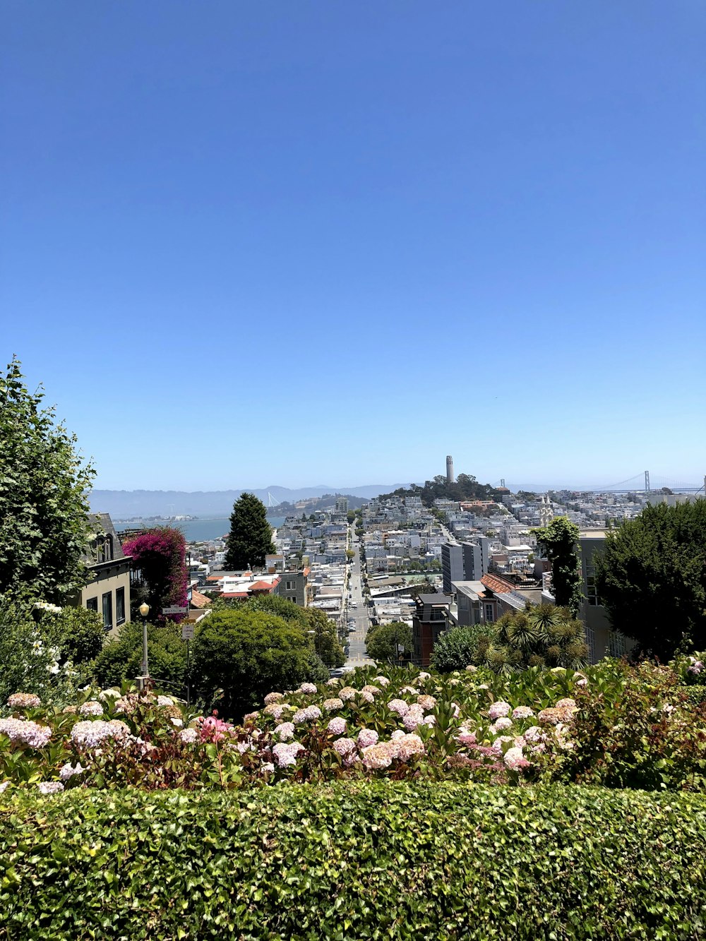 pink flowers near city buildings during daytime