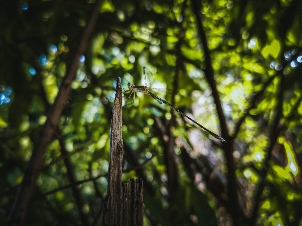 green dragonfly perched on brown wooden stick in tilt shift lens
