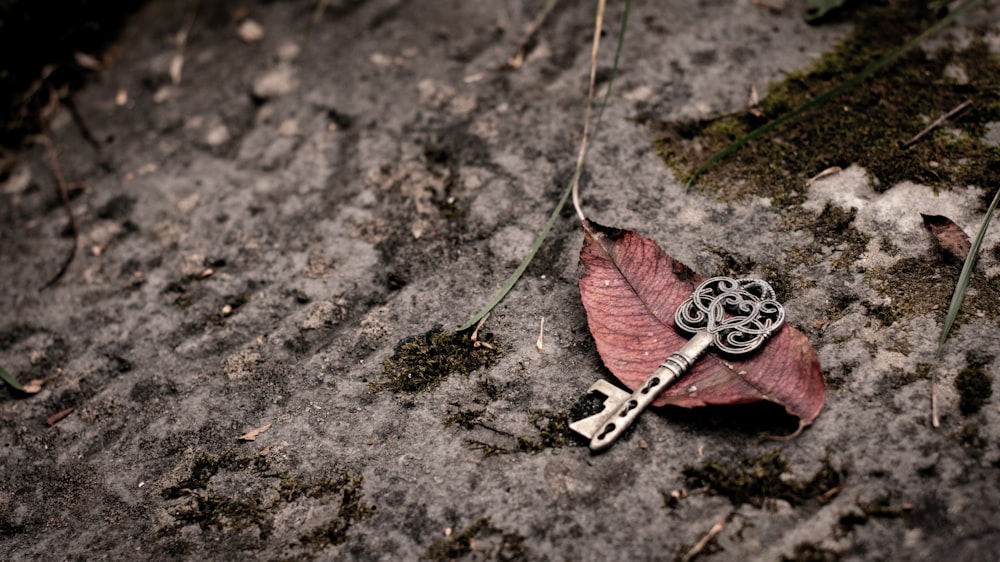 silver and black butterfly pendant necklace on red leaf