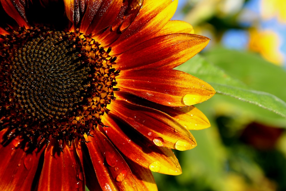 yellow sunflower in bloom during daytime