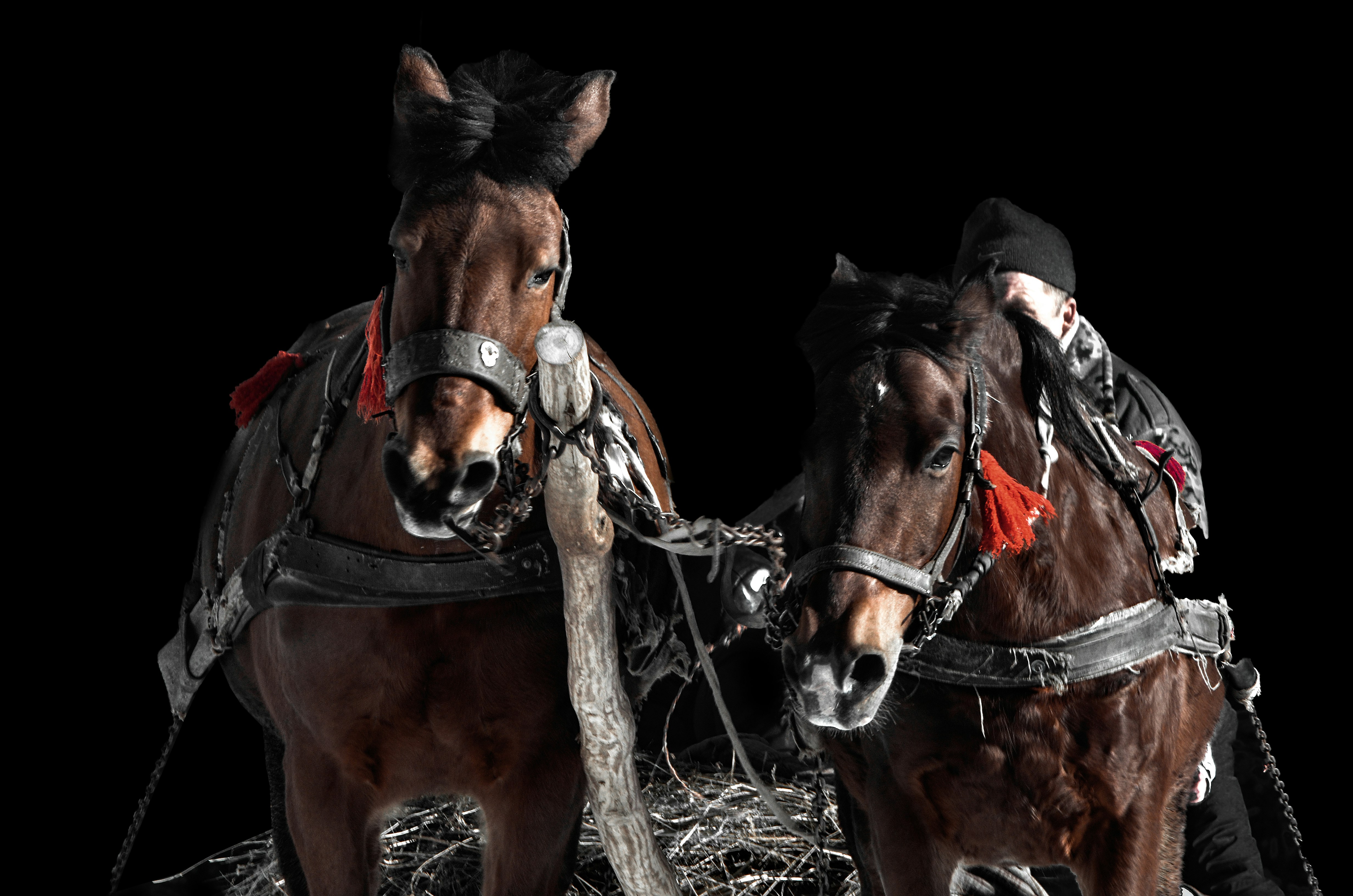 brown horse with brown wooden chain