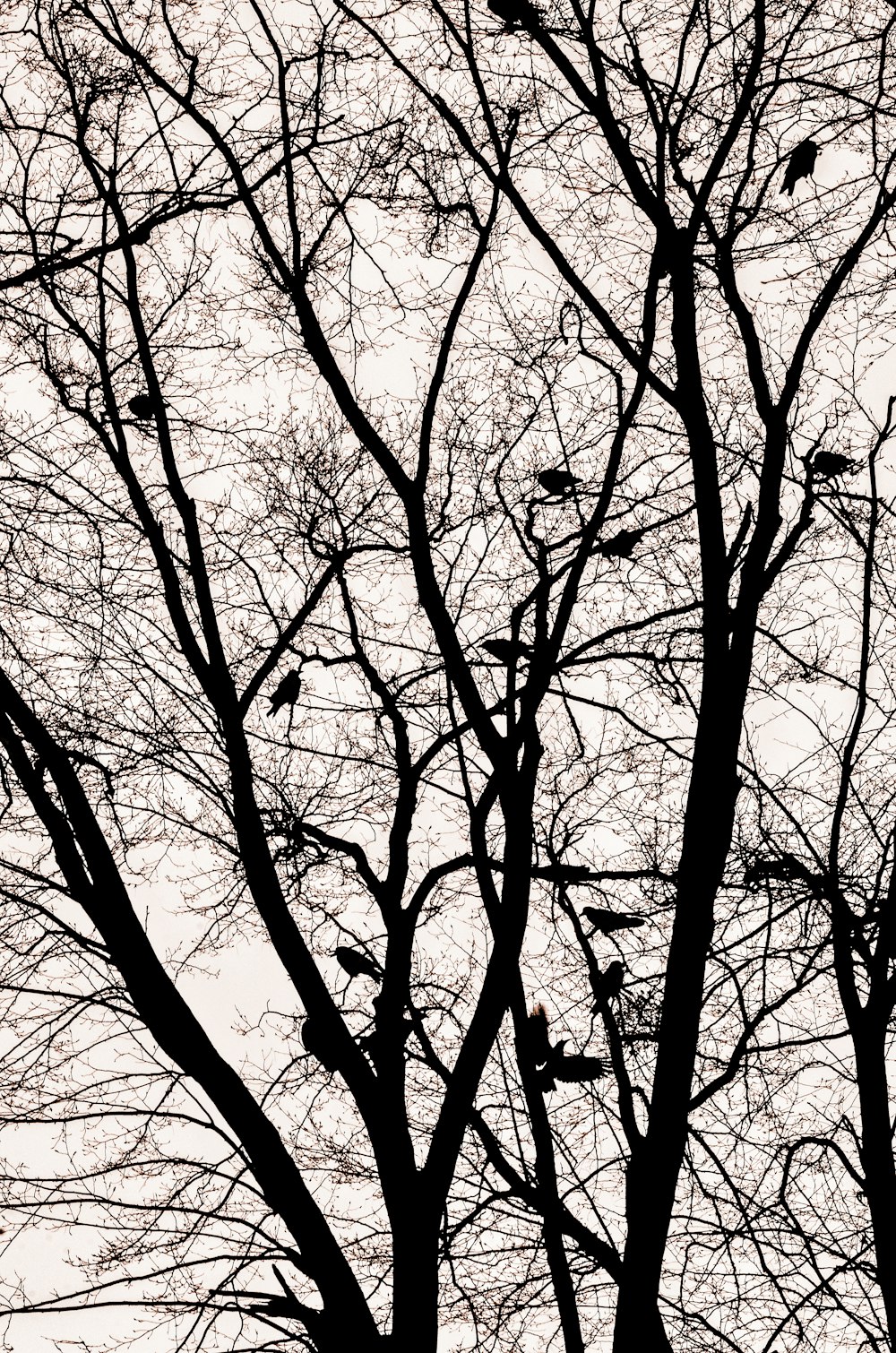 leafless tree under white sky