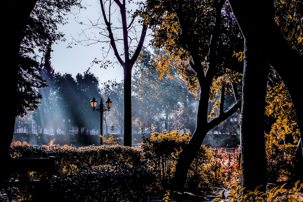 person standing on pathway near trees during daytime