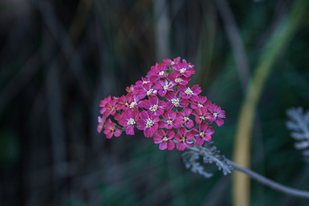 pink flower in tilt shift lens