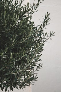 An olive tree with dense, dark green leaves against a light gray background. The branches are slender with narrow leaves, creating a lush and natural texture.